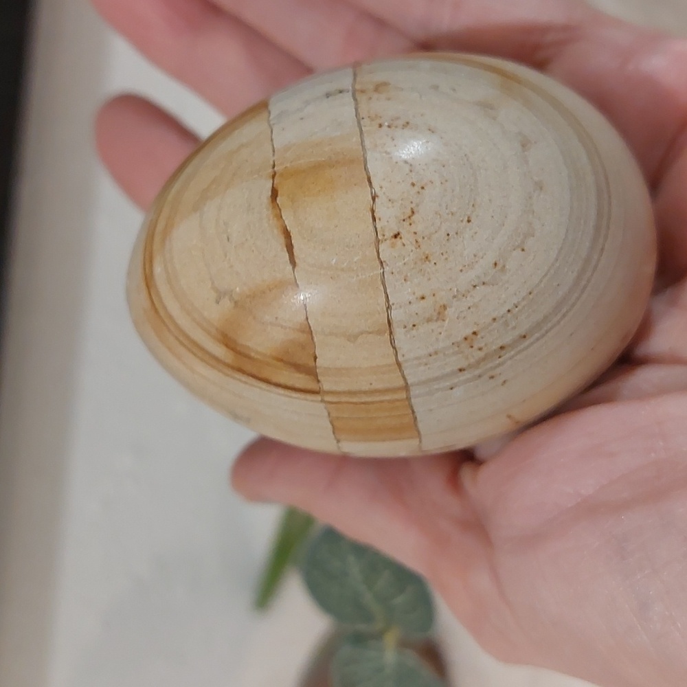 Shell Fossil Natural Stone Egg Decor - Picture 4 of 4